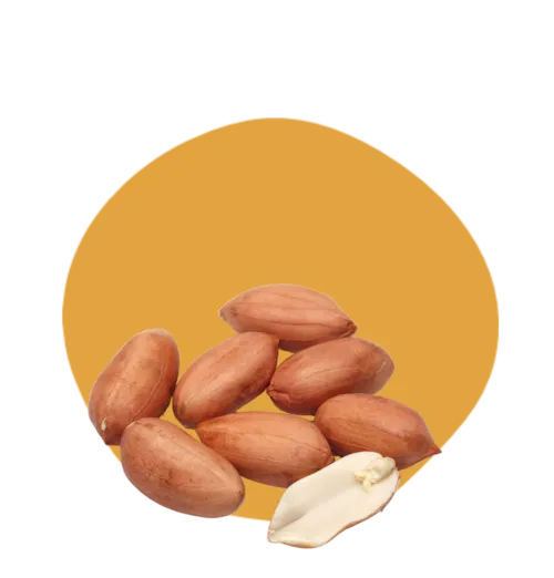 Arachides decortiquées AP 24/28